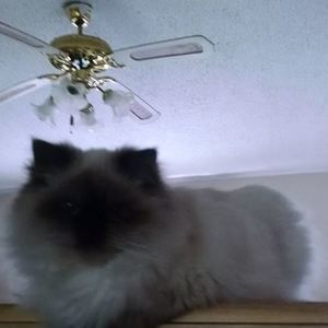 Meet your Posher, Susan